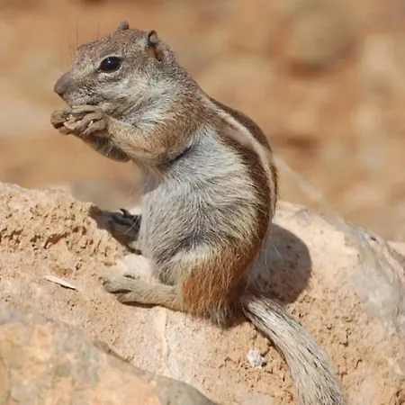 アパート Janeli *